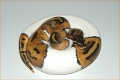 PKReptiles picture of Spirit