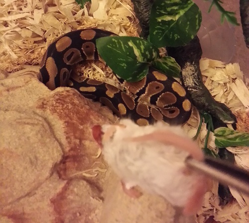 Nom nom