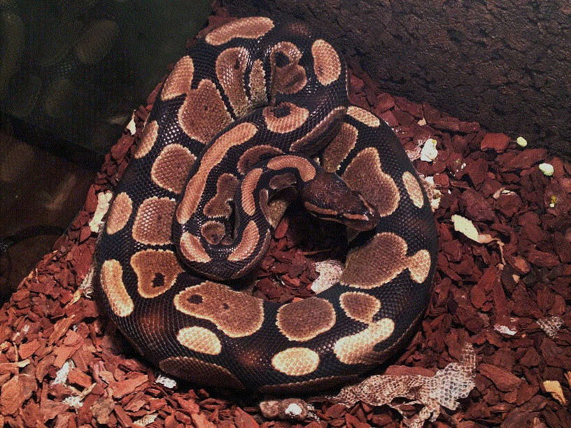 My first Ball Python