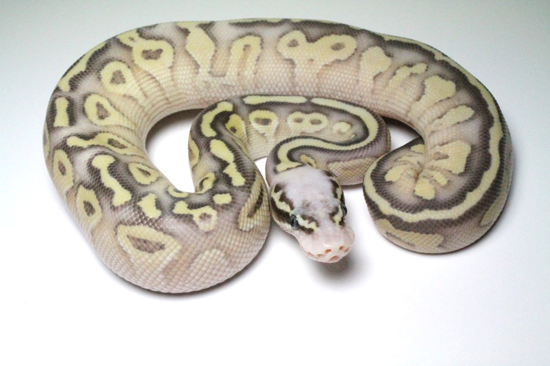 Firefly calico x pastel butter clutch