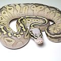 Firefly calico x pastel butter clutch