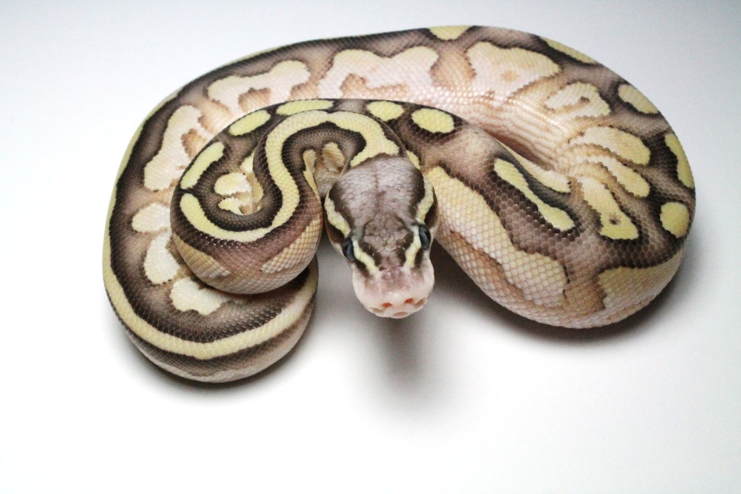 Firefly calico x pastel butter clutch