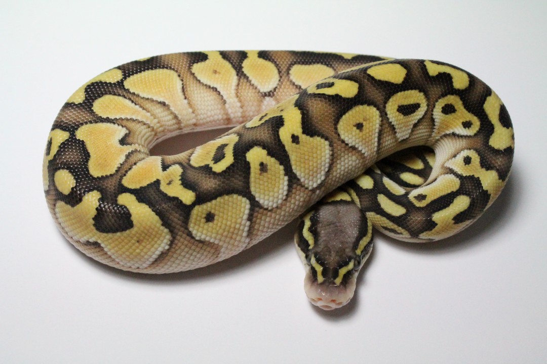 Firefly calico x pastel butter clutch