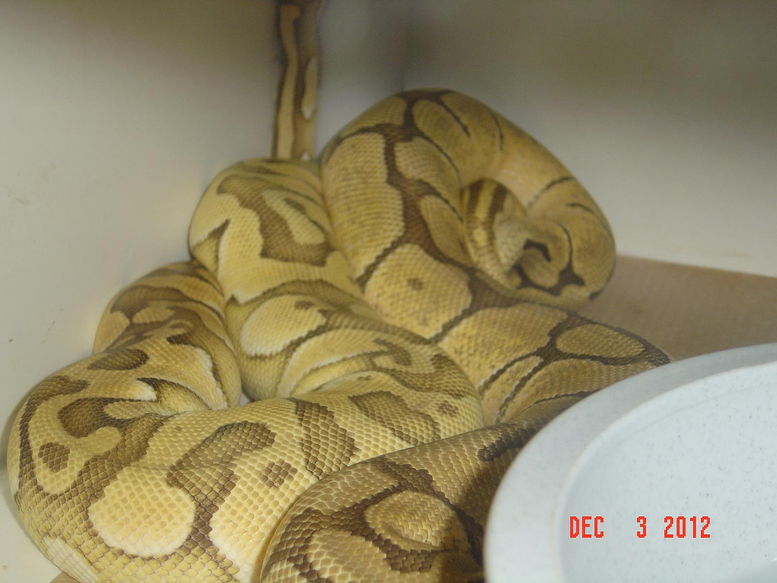 breeding