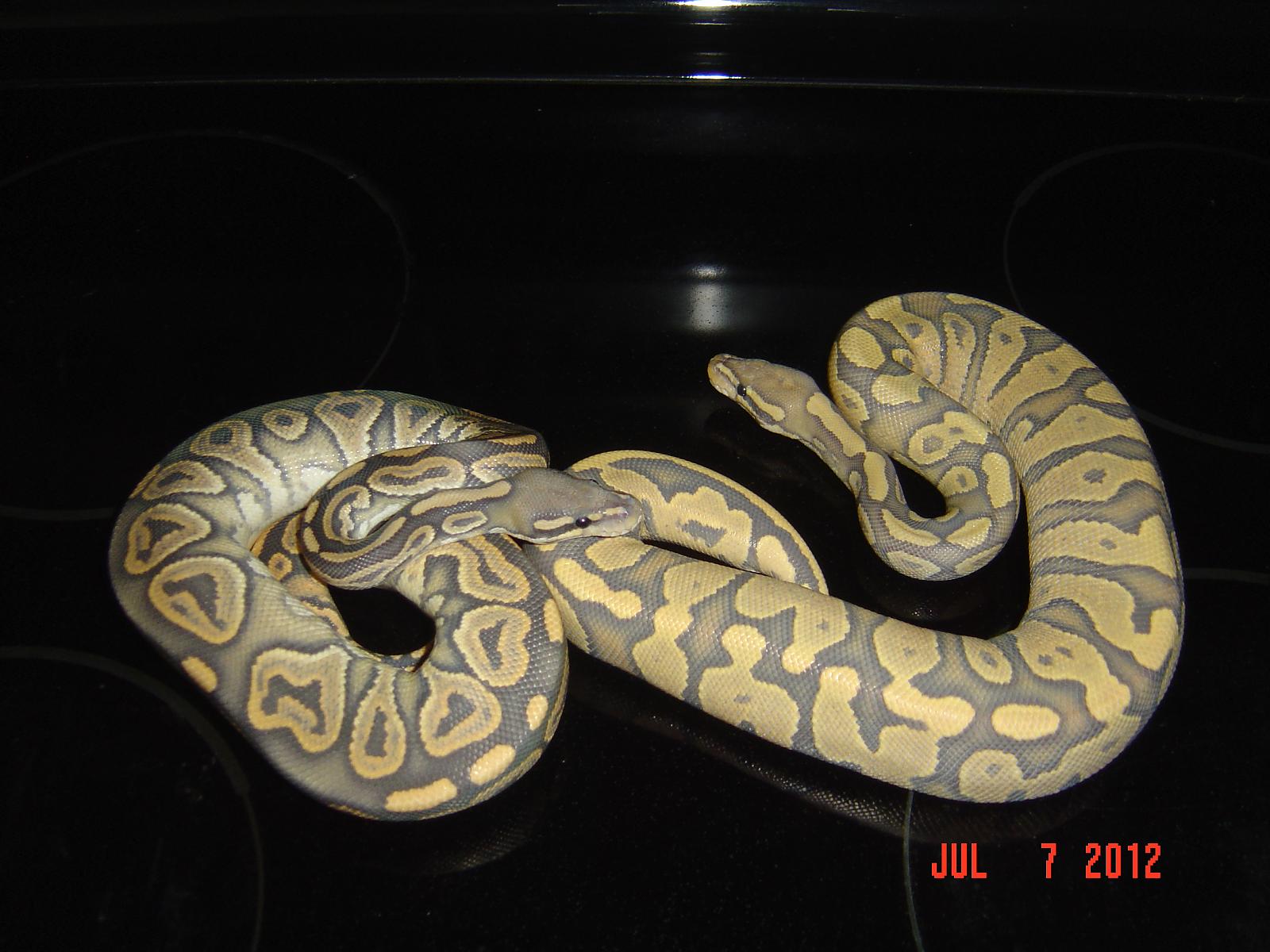 Hypo's