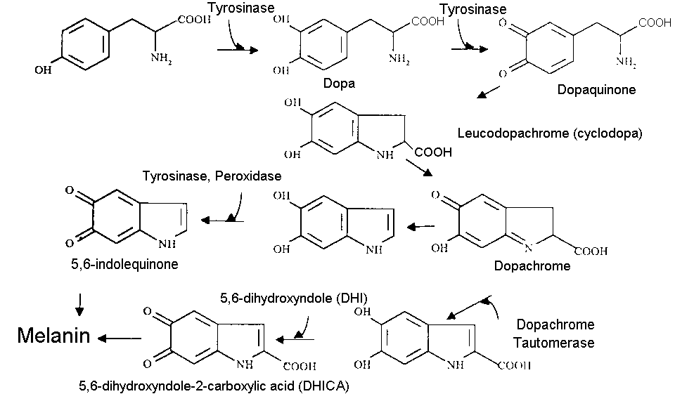 Melaninsynthesis