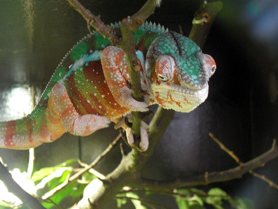P8110598