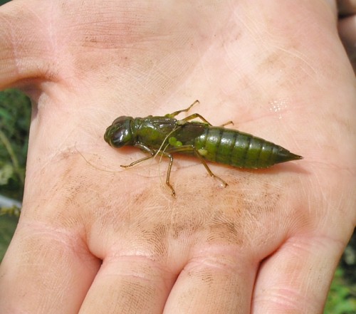 Dragonflylarvae Edited