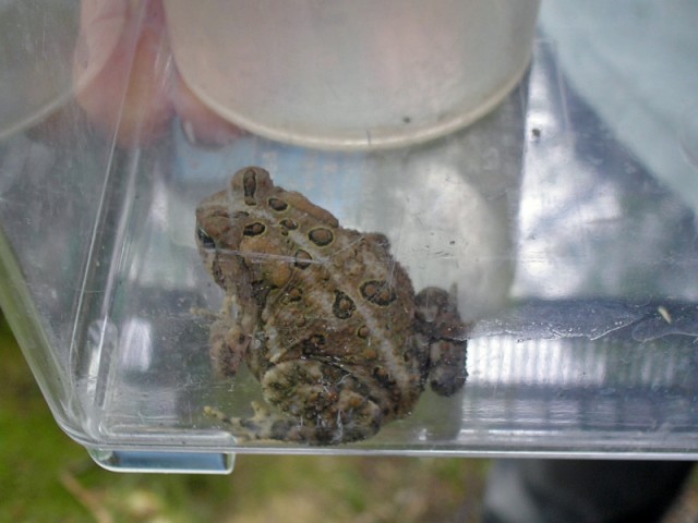 Easternamericantoad2 Edited