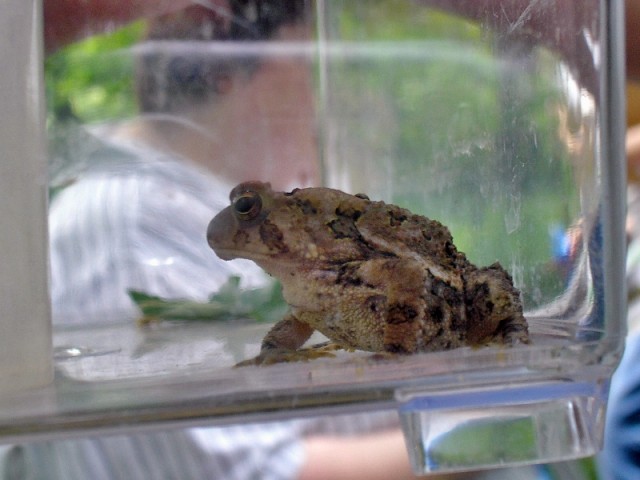 Easternamericantoad Edited