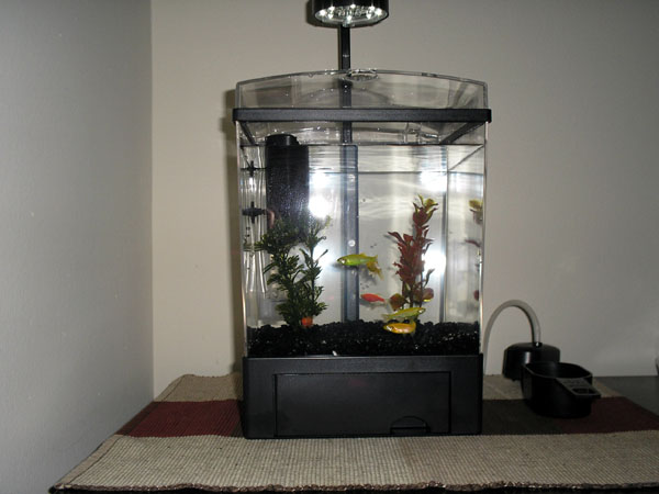 Glofishtanksetup