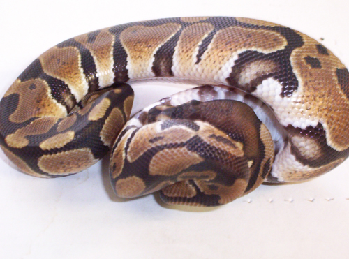 06 Ball Python