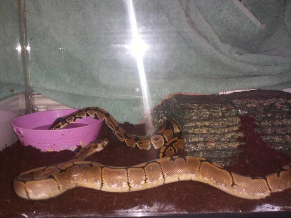 Our babies