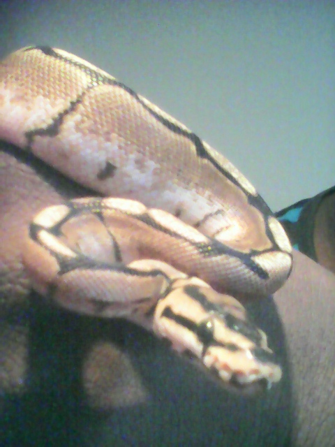 my Spider ball Python