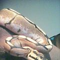 my Spider ball Python