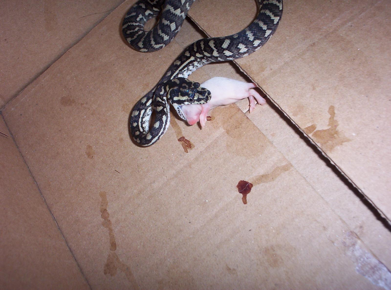 one of my jungles eating