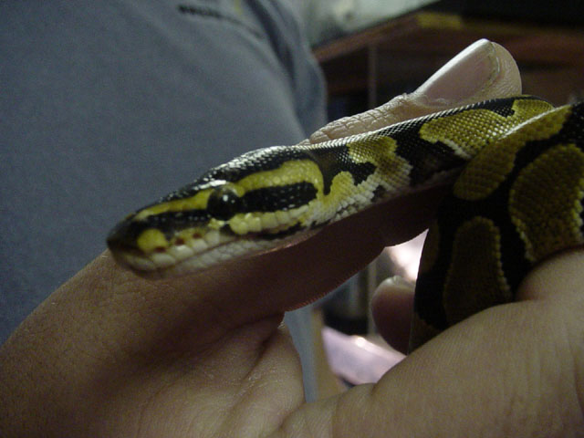 head