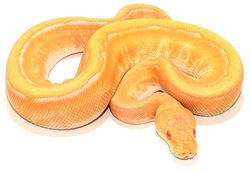 Albino Genetic Stripe