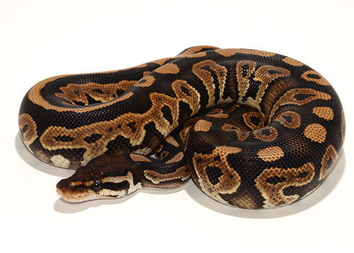 Black Pastel Het Pied