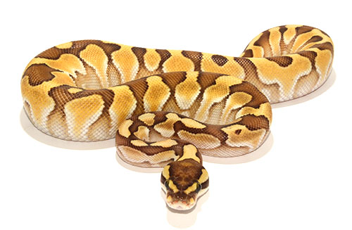 Butter Enchi Het Ghost