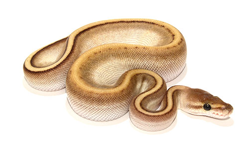 Butter Genetic Stripe