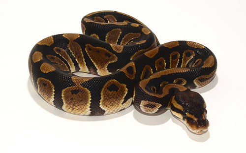 Chocolate Het Desert Ghost