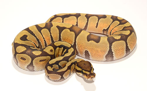 Enchi Ghost