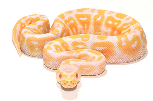 Pastel Albino