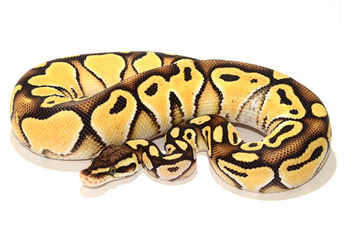 Pastel Butter Het Genetic Stripe