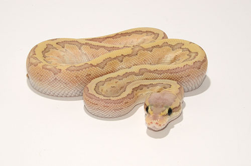 Pastel Butter Pinstripe Ghost