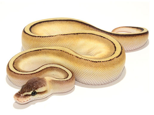 Pastel Butter Genetic Stripe