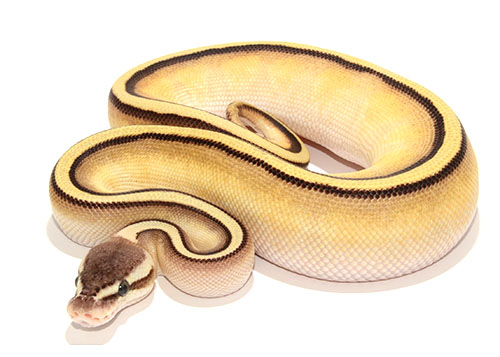 Pastel Butter Yellowbelly Genetic Stripe