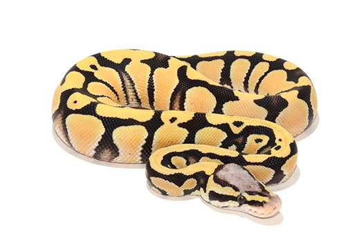 Pastel Desert Ghost