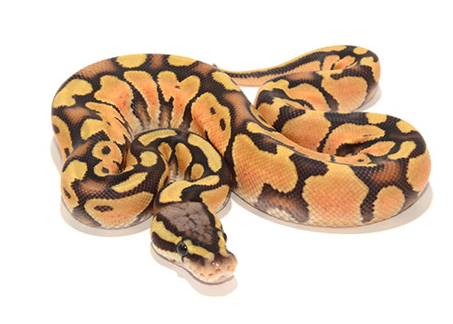 Pastel Enchi Ghost
