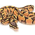 Pastel Enchi Ghost
