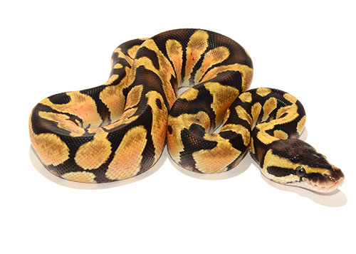 Enchi Het Desert ghost