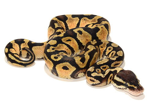 Pastel Het Desert Ghost