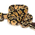 Pastel Het Desert Ghost