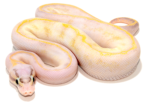 Pastel Ivory