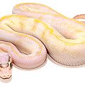 Pastel Ivory