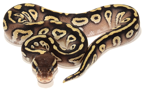 Pastel Mojave Het Ghost