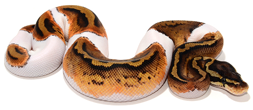 Pastel Pied