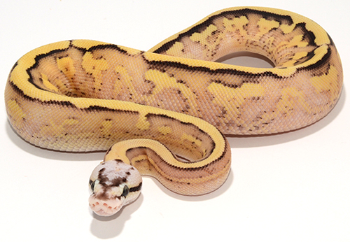 Pastel Superstripe