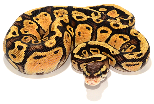 Pastel Vanilla