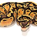 Pastel Vanilla
