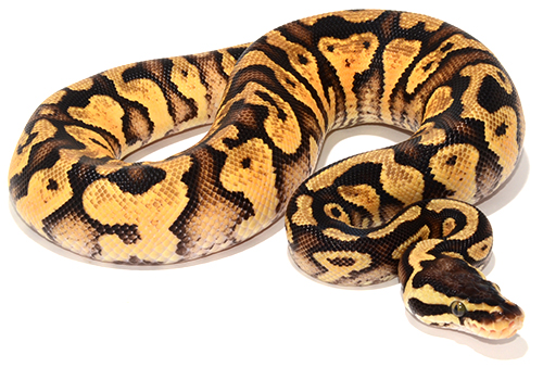 Pastel Yellowbelly Het Pied