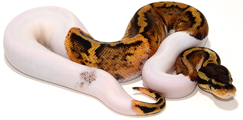 Pastel Yellowbelly Pied