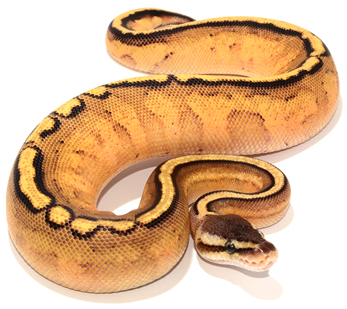 Pastel Yellowbelly Genetic Stripe