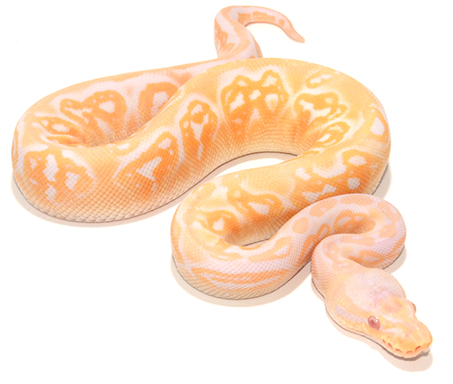 Pewter Albino
