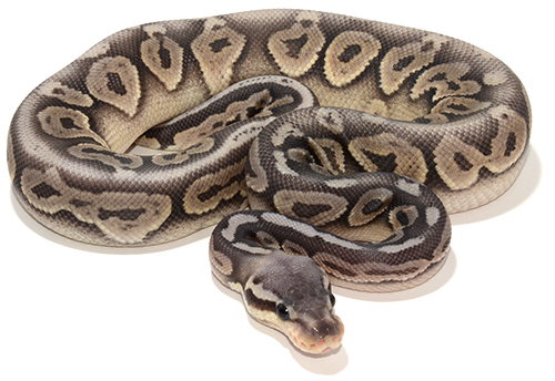 Pewter Enchi Ghost